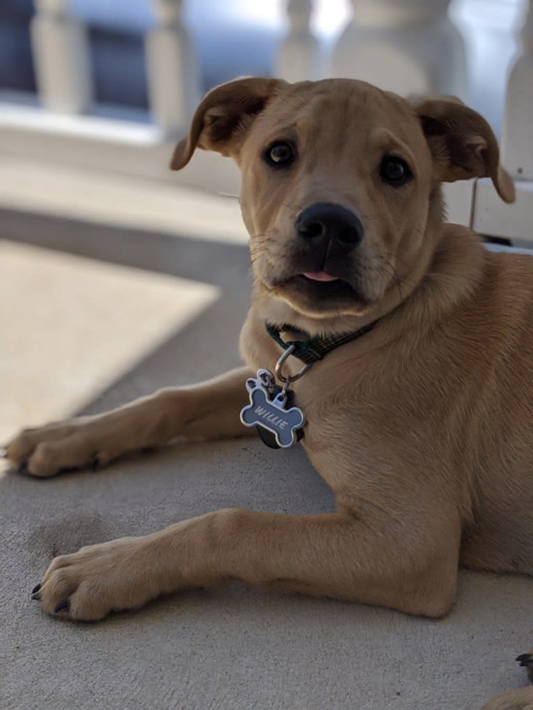 Willie Kirsch, a Labrador Retriever and American Pit Bull Terrier mix tested with EmbarkVet.com