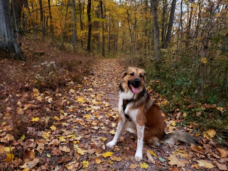 Ross, a Great Pyrenees and American Pit Bull Terrier mix tested with EmbarkVet.com