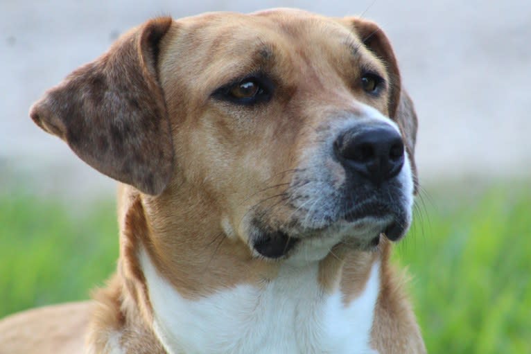 Roxie, an American Pit Bull Terrier and Australian Shepherd mix tested with EmbarkVet.com