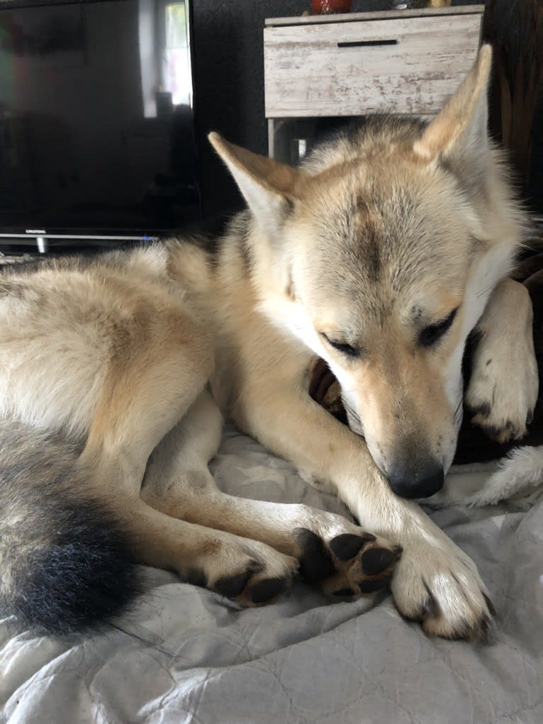 Freki a dog tested with EmbarkVet.com