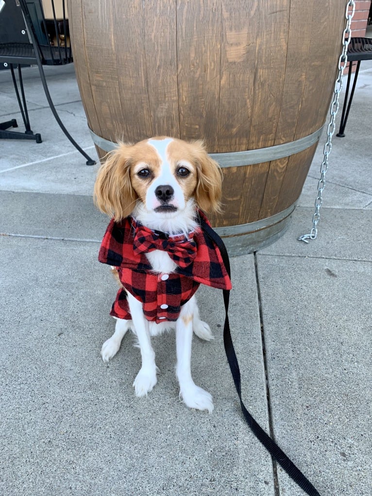 Otis, a Cavapoo tested with EmbarkVet.com