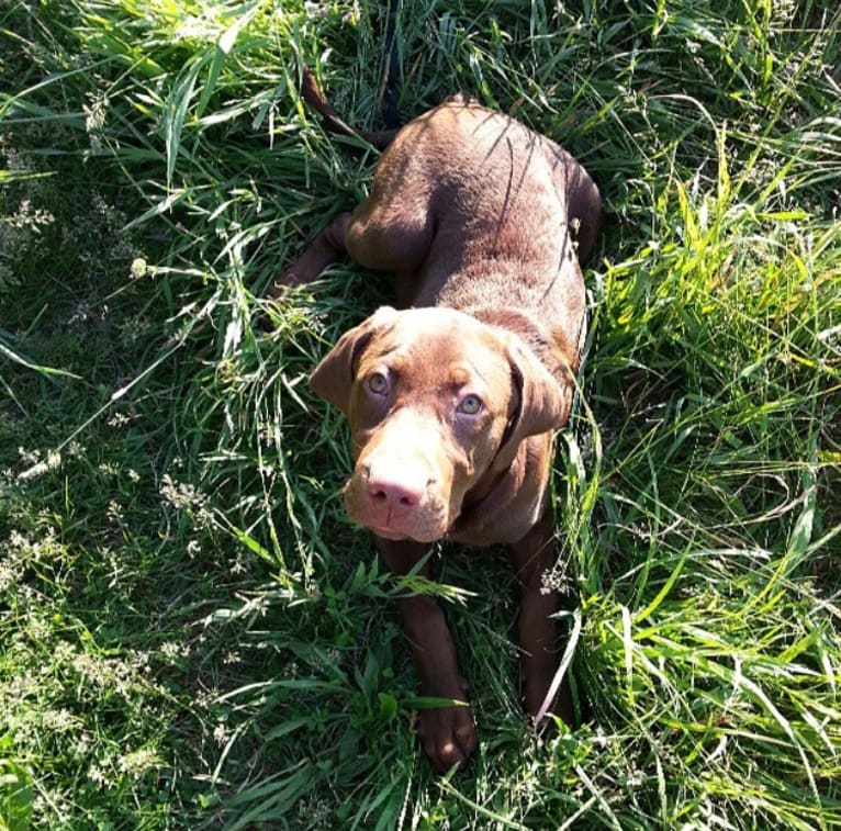 Bruce, a Labrador Retriever (12.5% unresolved) tested with EmbarkVet.com