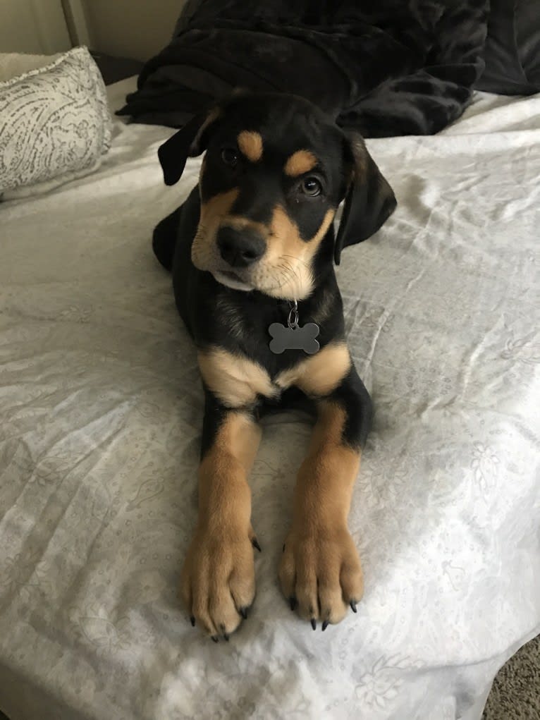 Rocky, an Australian Shepherd and American Bully mix tested with EmbarkVet.com