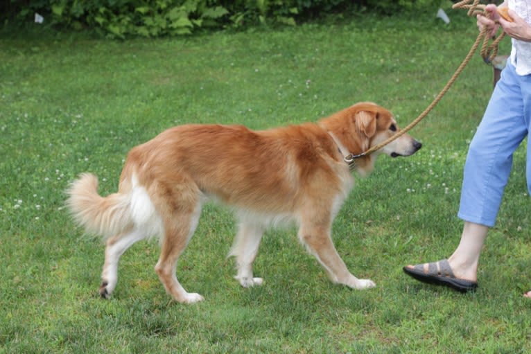 Max, an Eastern European Village Dog and Saint Bernard mix tested with EmbarkVet.com