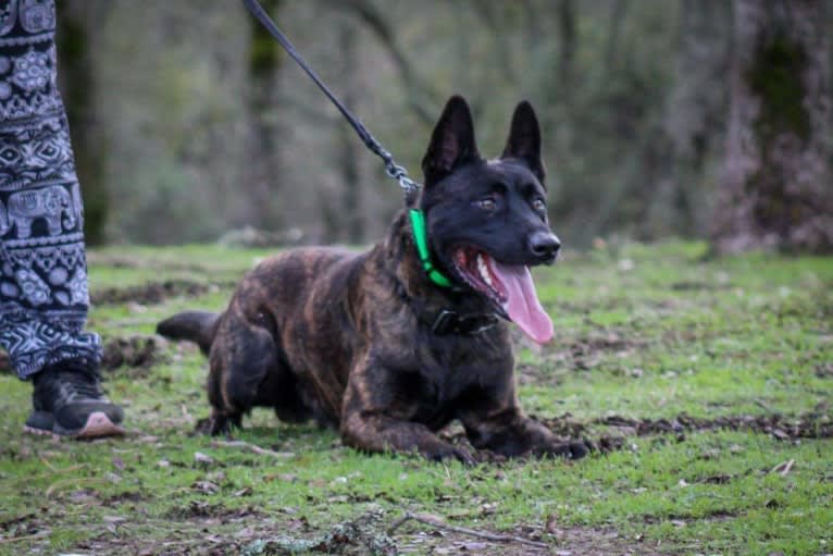 Static, a Dutch Shepherd tested with EmbarkVet.com