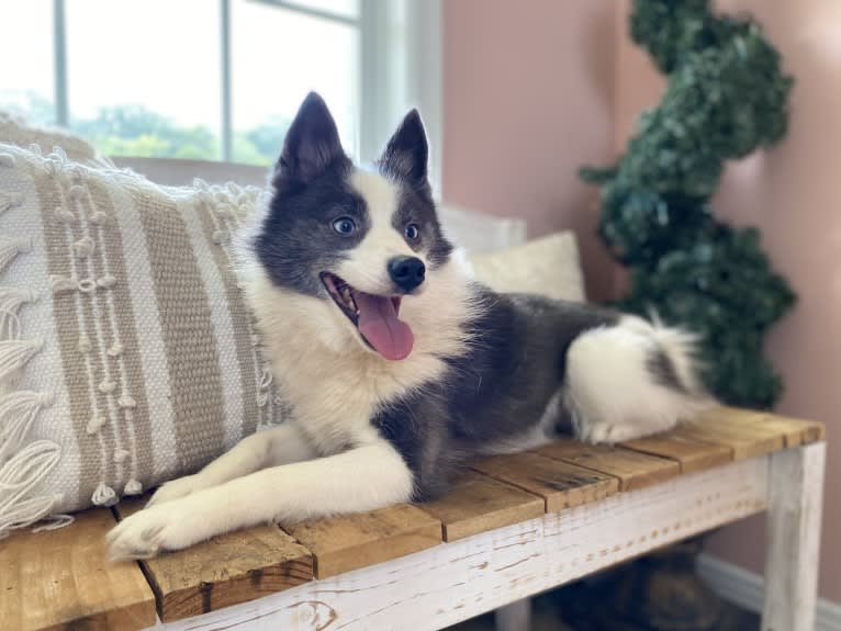 Aqua, a Pomsky tested with EmbarkVet.com