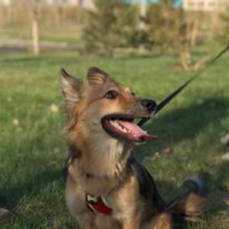Julia, a Central Asian Village Dog tested with EmbarkVet.com