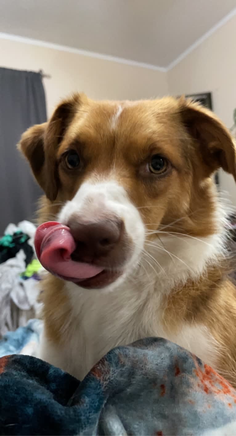 Luna, a Miniature/MAS-type Australian Shepherd and Pembroke Welsh Corgi mix tested with EmbarkVet.com