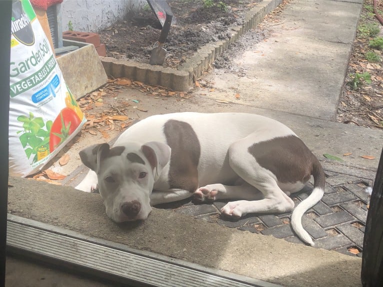 Gambit, an American Pit Bull Terrier and American Staffordshire Terrier mix tested with EmbarkVet.com