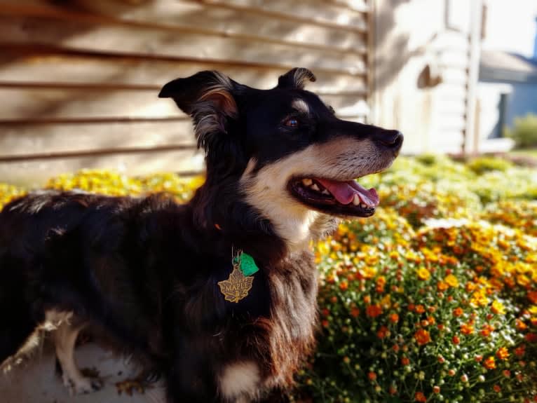 Maple, an English Shepherd tested with EmbarkVet.com