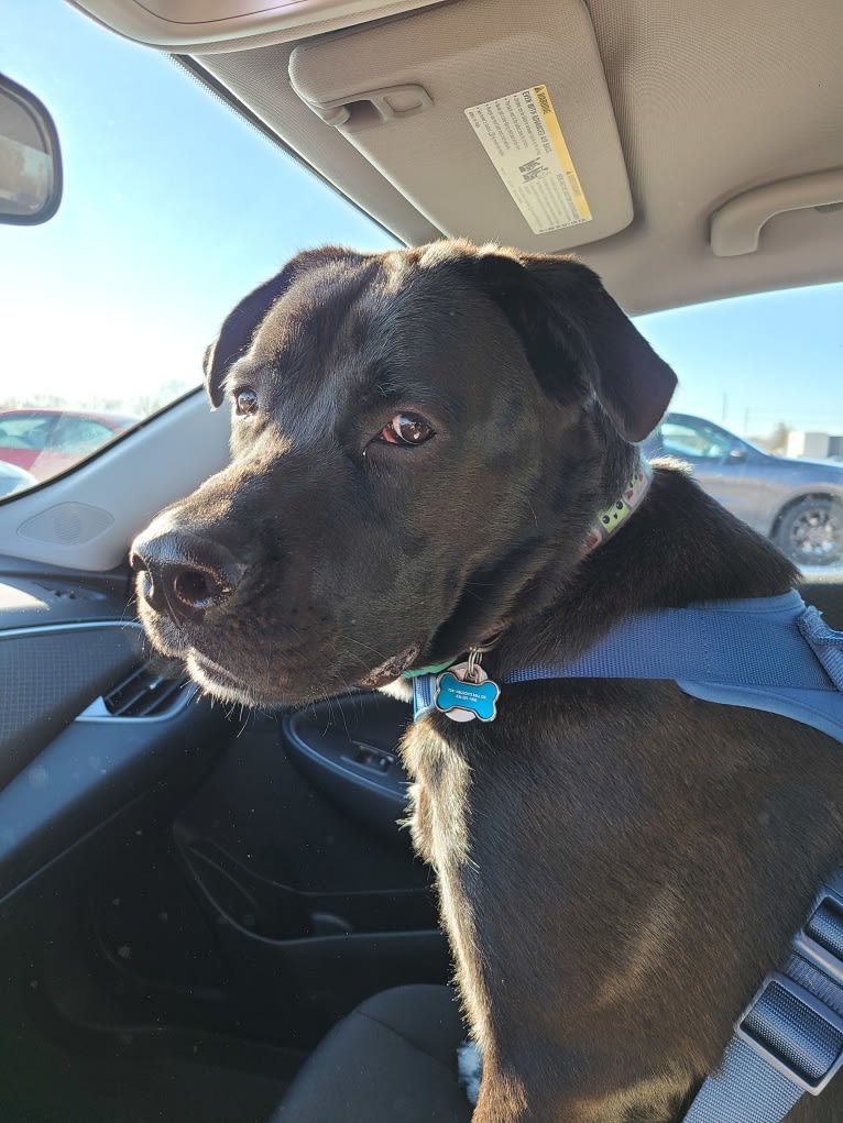 Hunter, a Labrador Retriever and American Bulldog mix tested with EmbarkVet.com