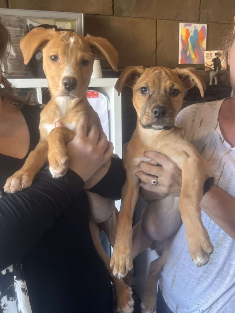 Her name is Sage, an American Bulldog and Labrador Retriever mix tested with EmbarkVet.com