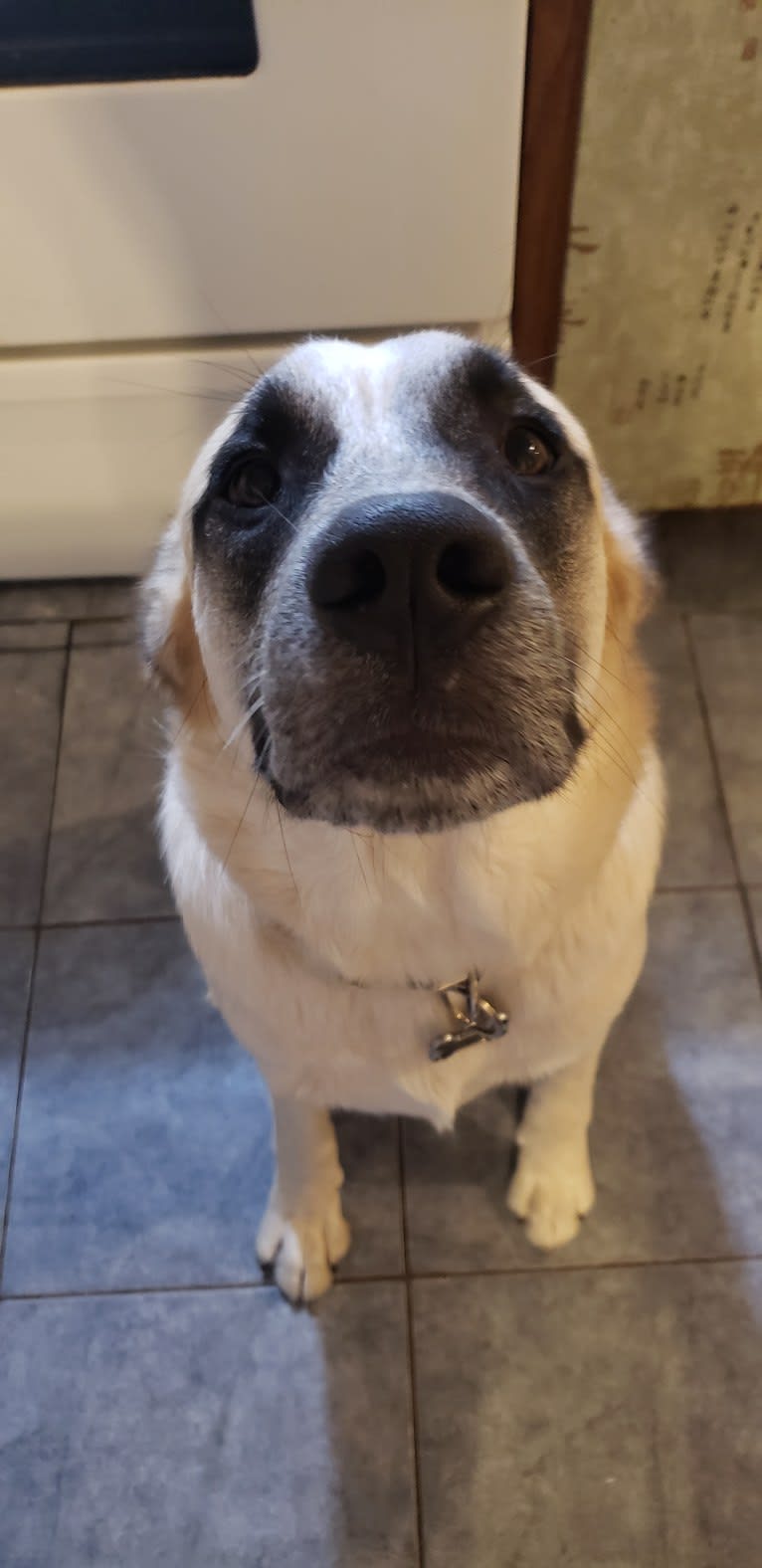 Marley, a Great Pyrenees and Australian Cattle Dog mix tested with EmbarkVet.com