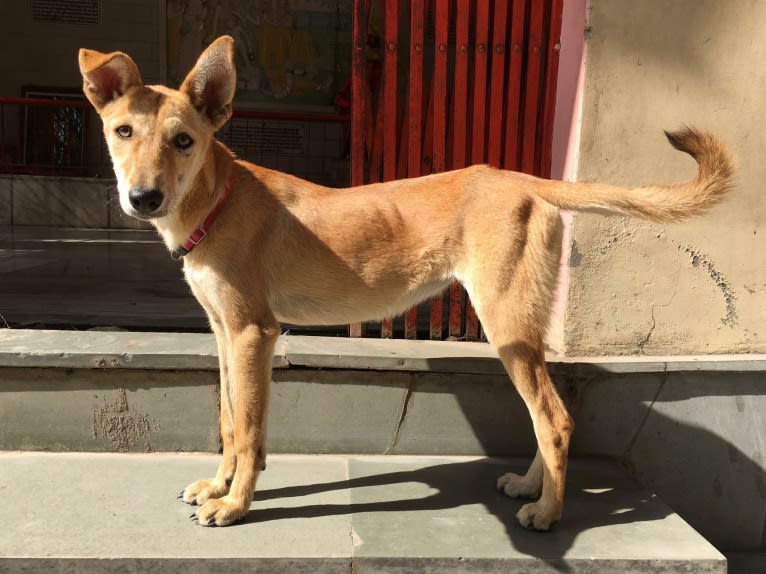 Ruby, a South Asian Village Dog tested with EmbarkVet.com