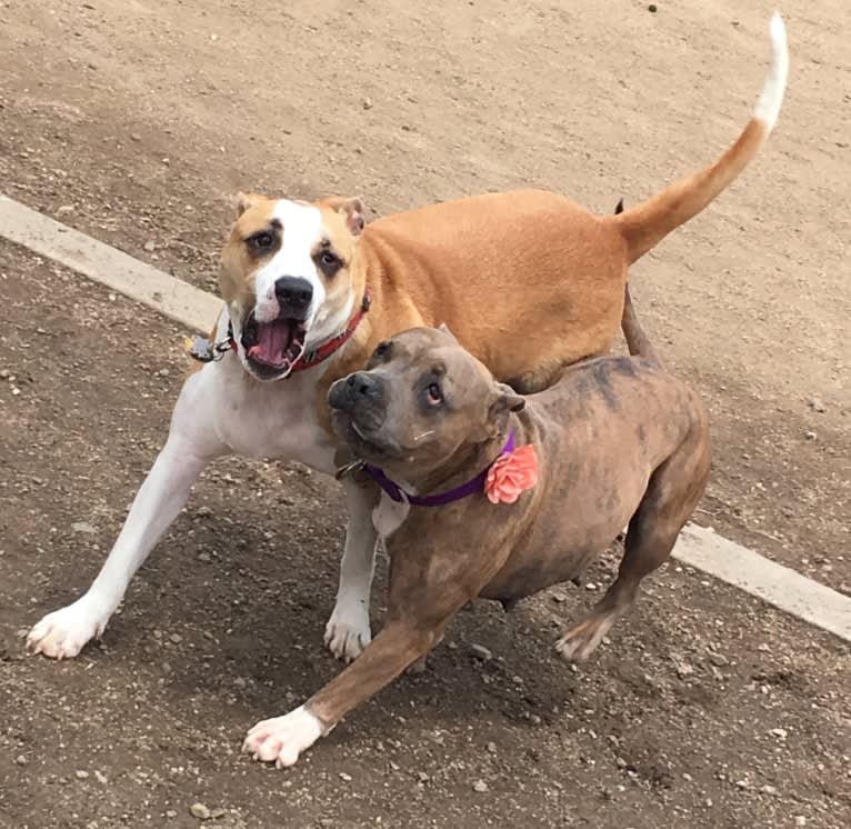 Biggie, an American Pit Bull Terrier and Australian Cattle Dog mix tested with EmbarkVet.com