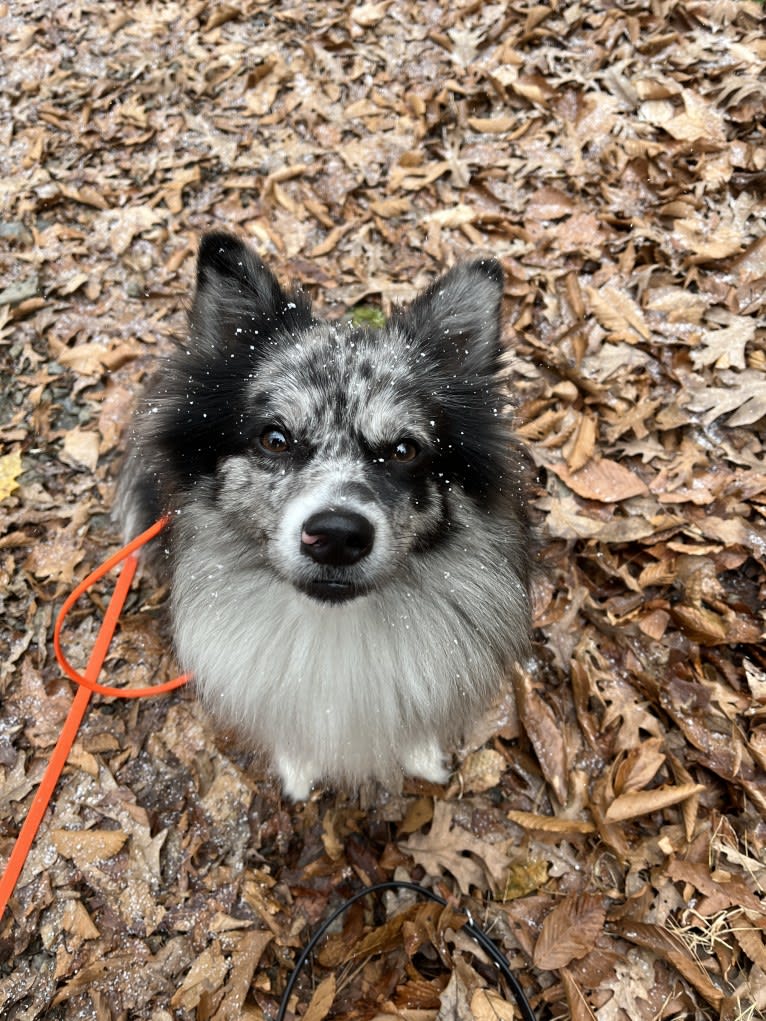 River, an American Eskimo Dog and Pomeranian mix tested with EmbarkVet.com