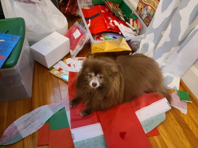 Brownie, a Pomeranian tested with EmbarkVet.com