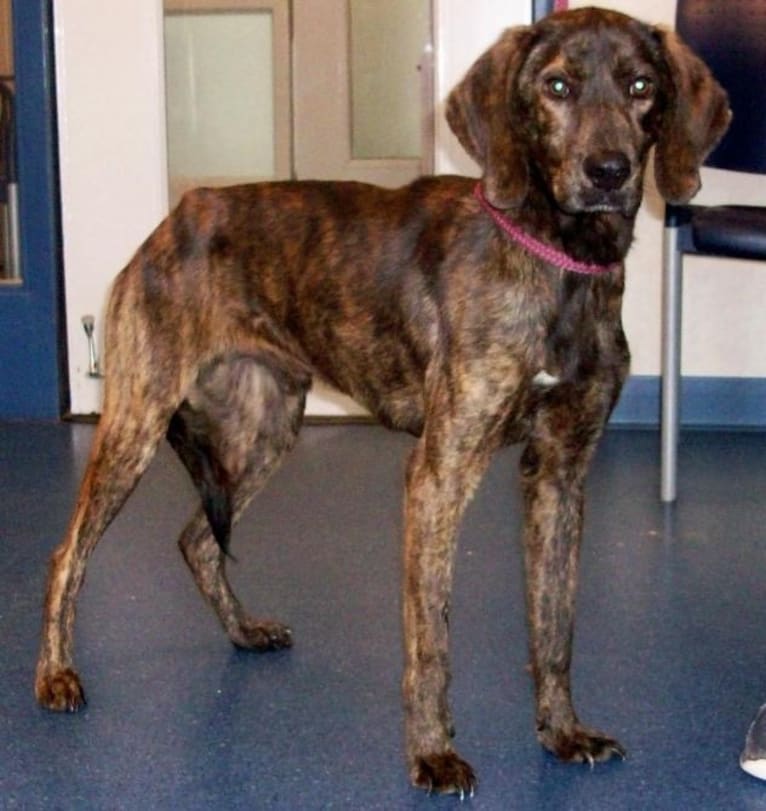 Boomer, a Coonhound and Boxer mix tested with EmbarkVet.com