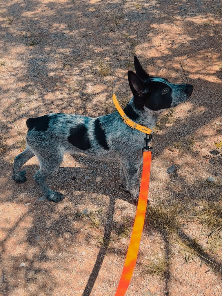 Bruce, an Australian Cattle Dog tested with EmbarkVet.com