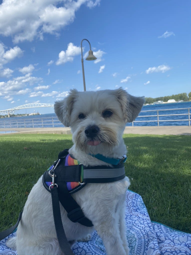 Louis Jay, a Pomeranian and Yorkshire Terrier mix tested with EmbarkVet.com