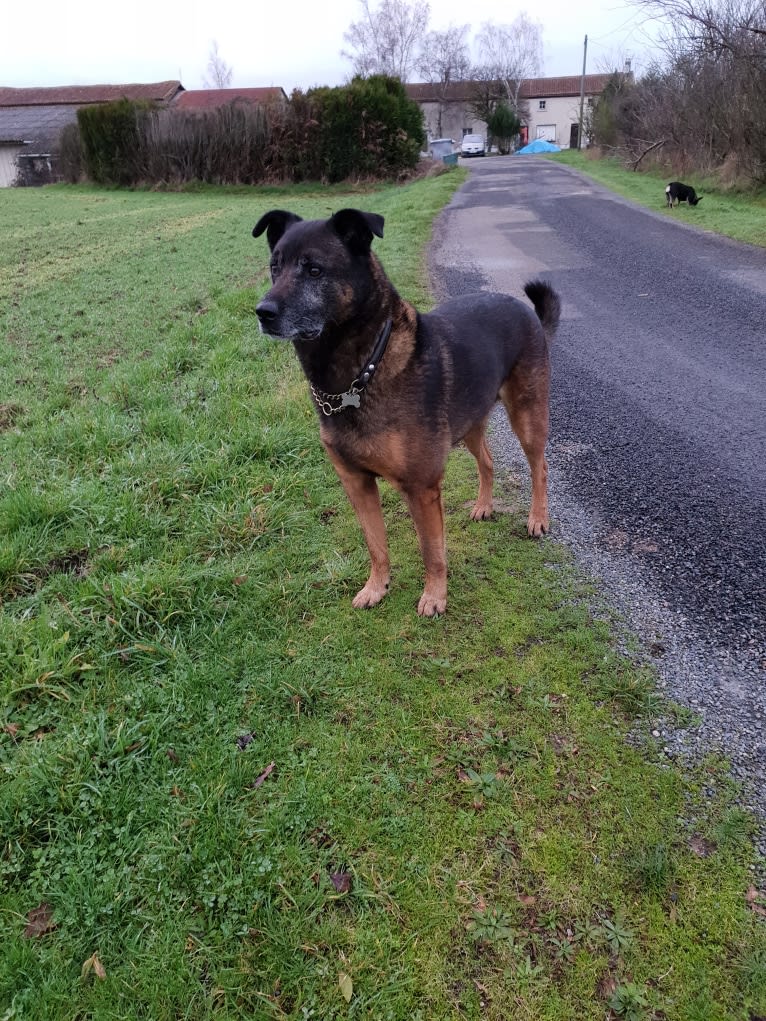 Alfie, a Belgian Malinois and Rottweiler mix tested with EmbarkVet.com