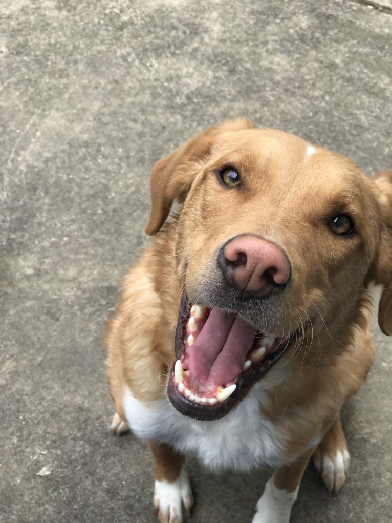 Jack, a Border Collie and Beagle mix tested with EmbarkVet.com