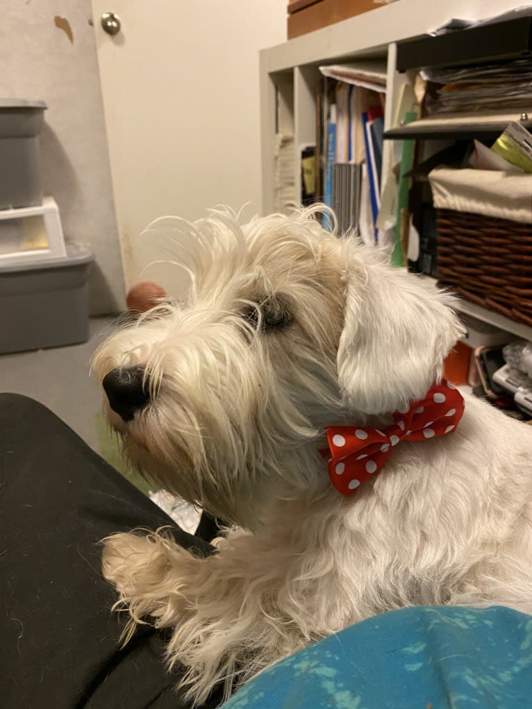 Marceline, a Sealyham Terrier tested with EmbarkVet.com