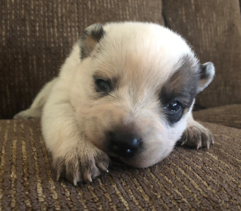 Fig, an Australian Cattle Dog tested with EmbarkVet.com