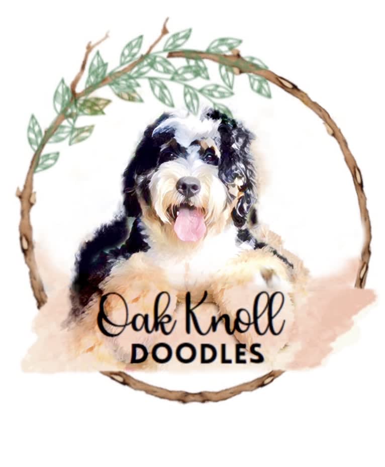 Lexi, a Bernese Mountain Dog tested with EmbarkVet.com