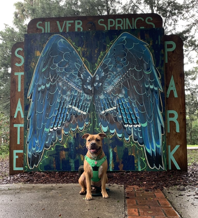 Gus, an American Bully and American Bulldog mix tested with EmbarkVet.com