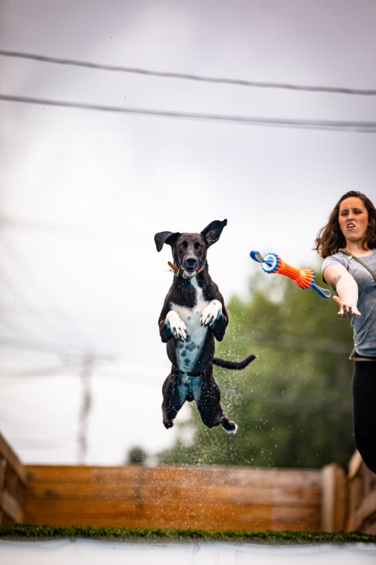 Astro Boots, an Alaskan-type Husky and German Shorthaired Pointer mix tested with EmbarkVet.com