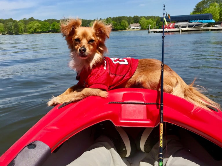 Chewie, a Miniature Pinscher and Chihuahua mix tested with EmbarkVet.com