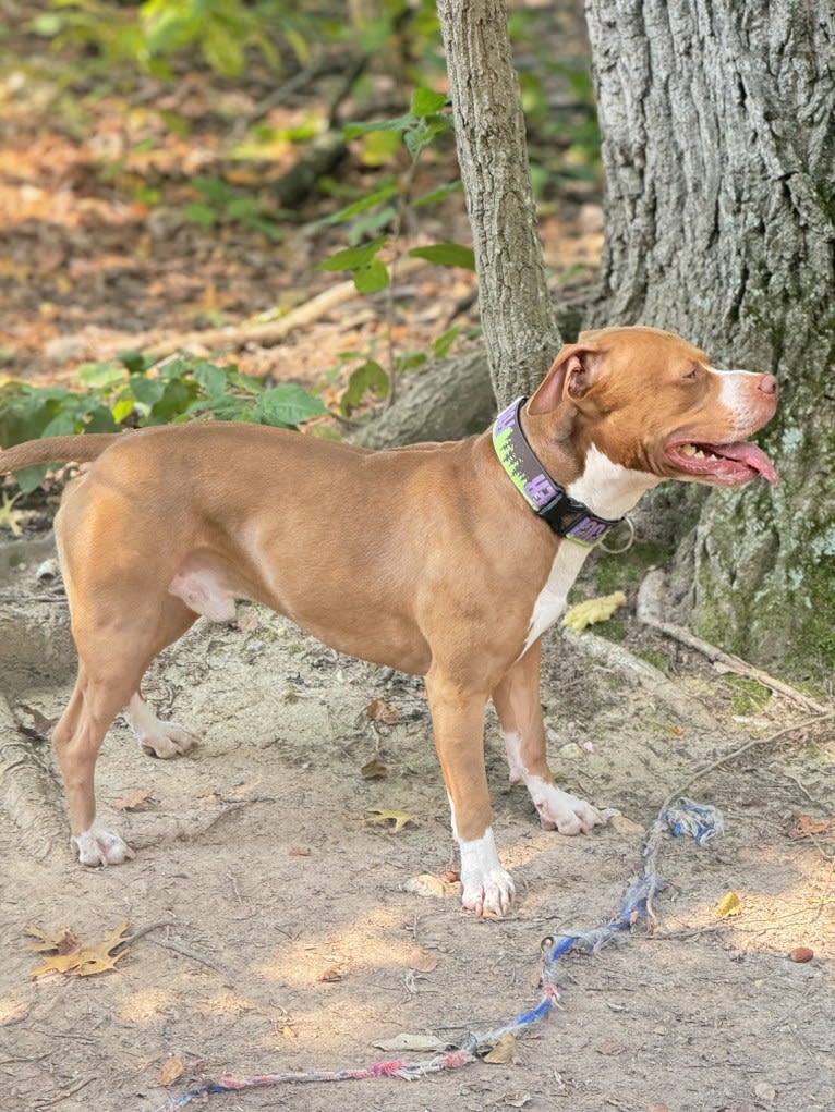 Stitch, an American Pit Bull Terrier tested with EmbarkVet.com