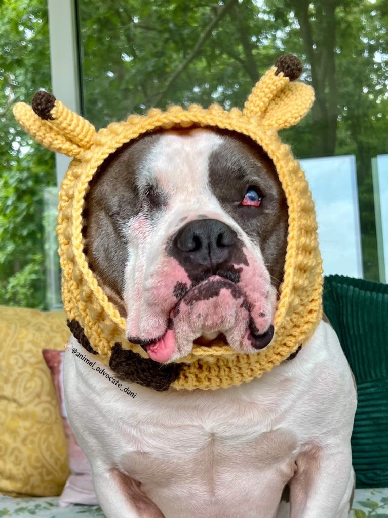 Rhino, an American Bully and Bulldog mix tested with EmbarkVet.com