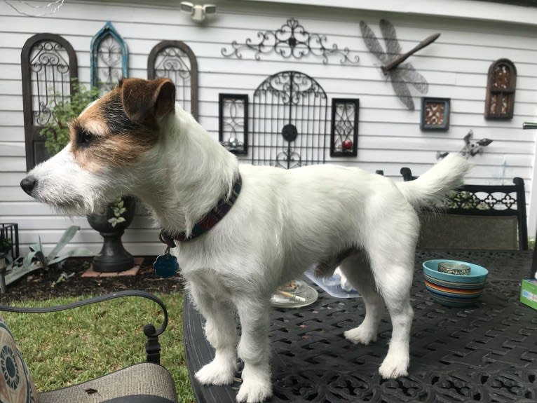 Pierre, a Russell-type Terrier tested with EmbarkVet.com