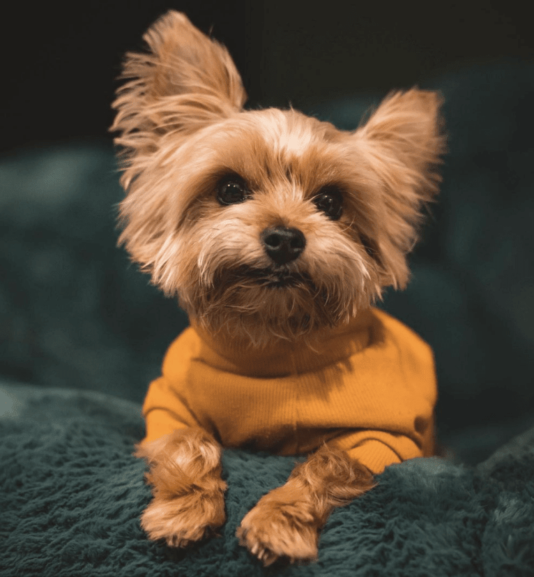 Benny, a Yorkshire Terrier tested with EmbarkVet.com