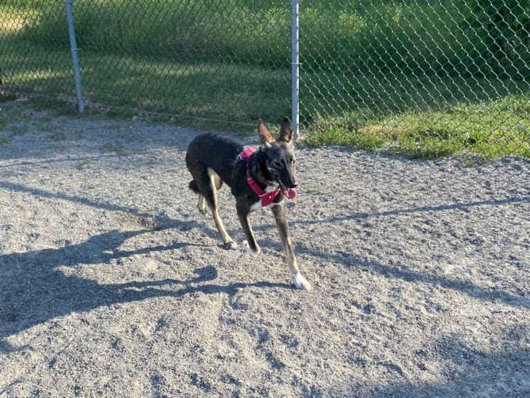 Noukie, an Alaskan-type Husky tested with EmbarkVet.com