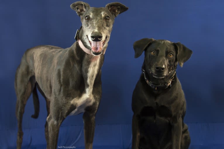 Jedi, an Australian Cattle Dog and Weimaraner mix tested with EmbarkVet.com