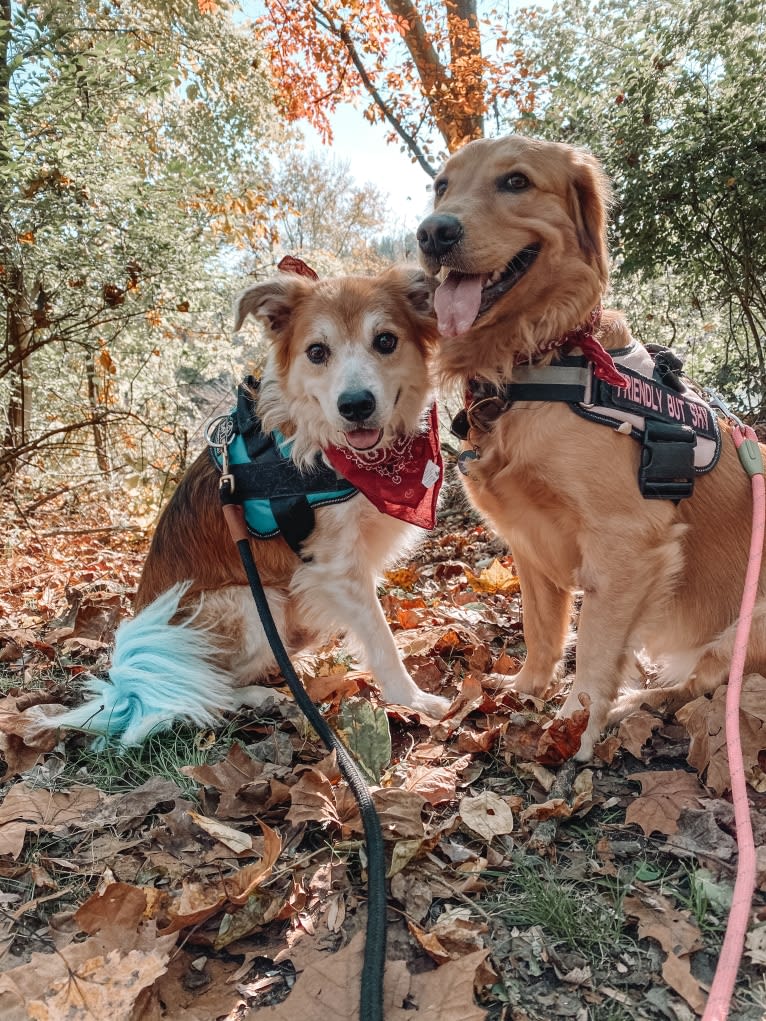 Marley, a Golden Retriever tested with EmbarkVet.com