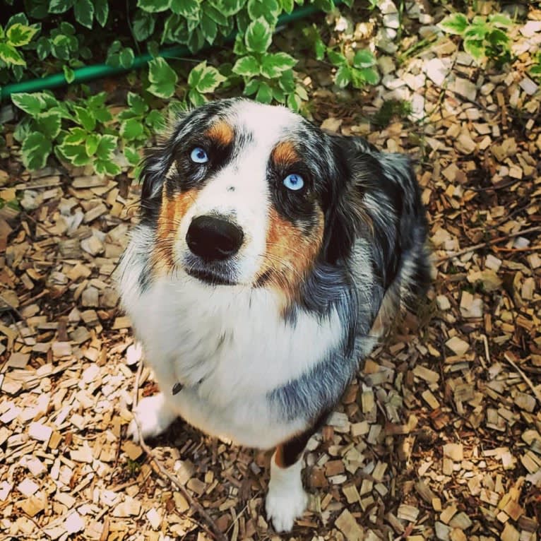 Ellie Einstein Cow Creek Aussies, an Australian Shepherd tested with EmbarkVet.com