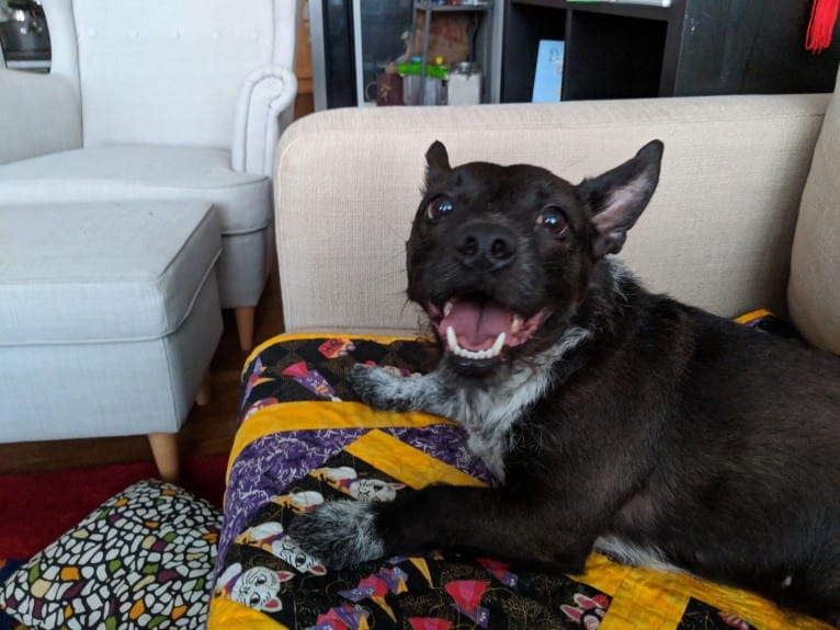 Bella, a Poodle (Small) and American Bully mix tested with EmbarkVet.com