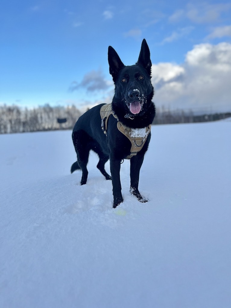 Wren, a German Shepherd Dog tested with EmbarkVet.com