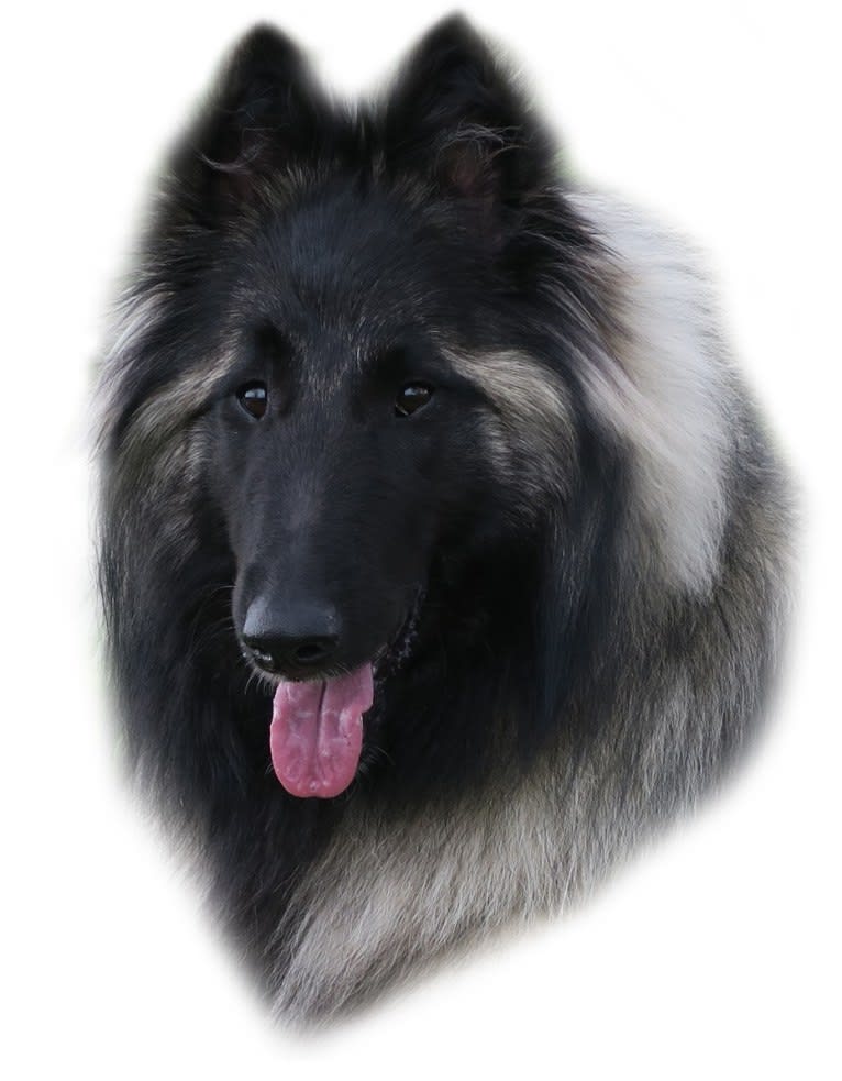 Qoiva de Roanelle, a Belgian Shepherd tested with EmbarkVet.com