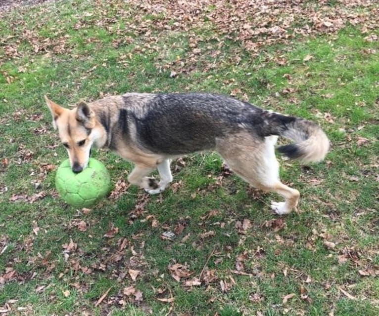 Kayla, a German Shepherd Dog tested with EmbarkVet.com