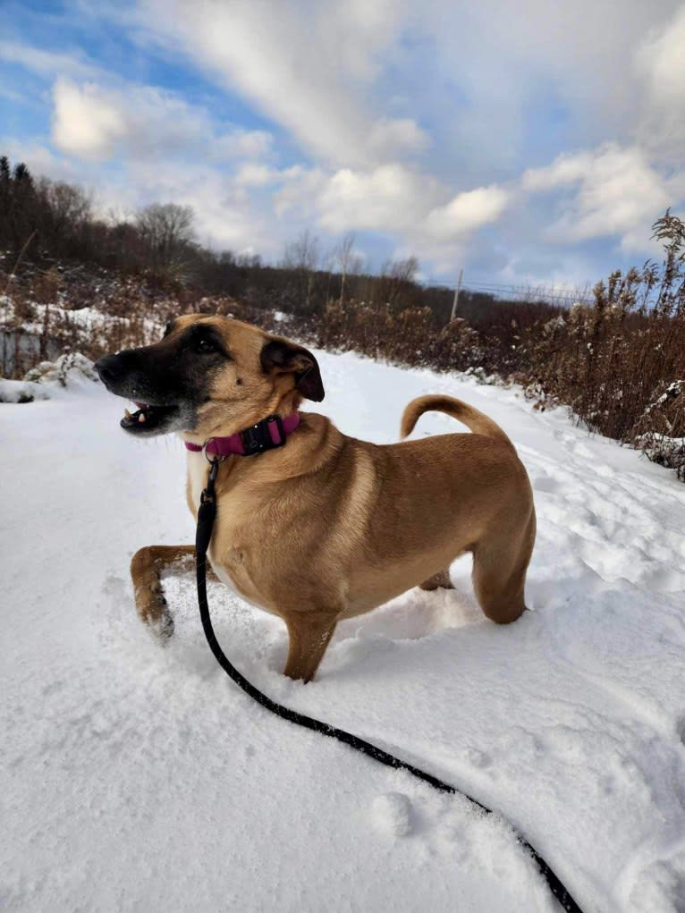 Jolene, an American Village Dog tested with EmbarkVet.com