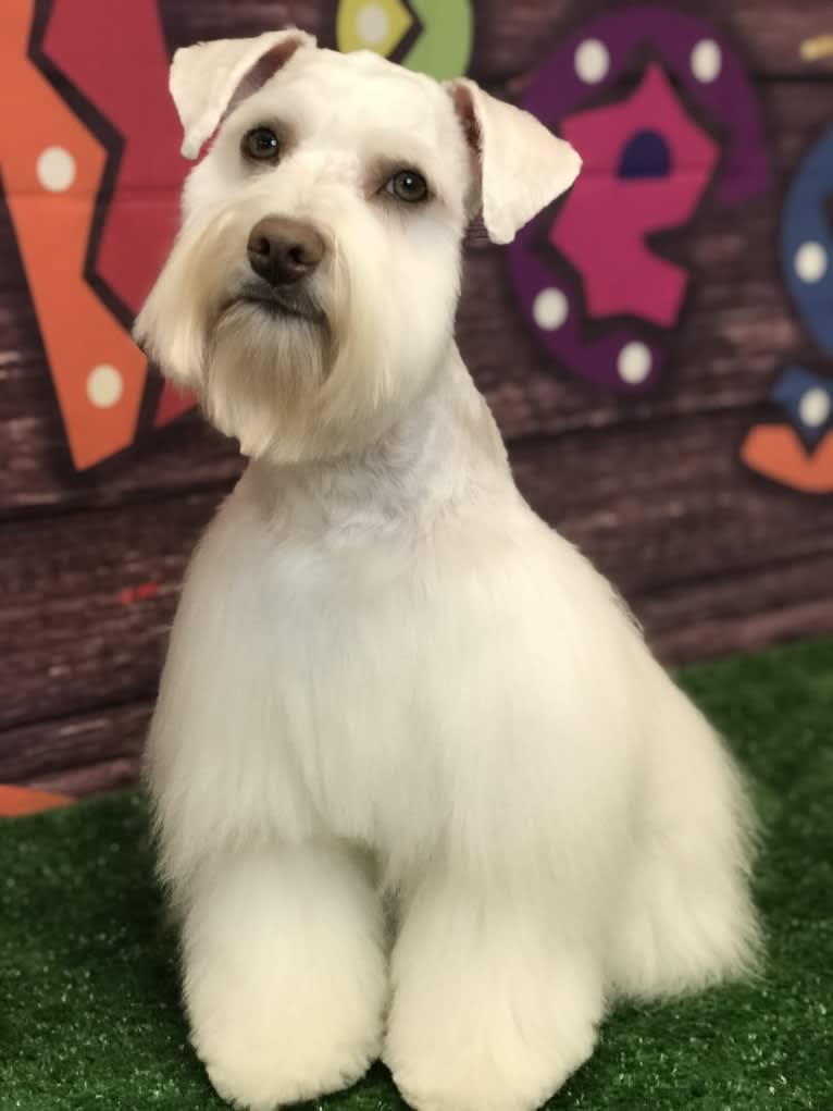 Watson, a Miniature Schnauzer tested with EmbarkVet.com