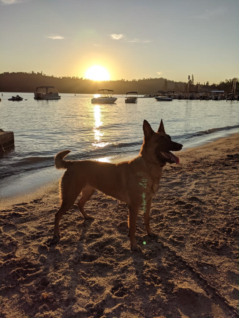 Nyx, a Belgian Shepherd tested with EmbarkVet.com