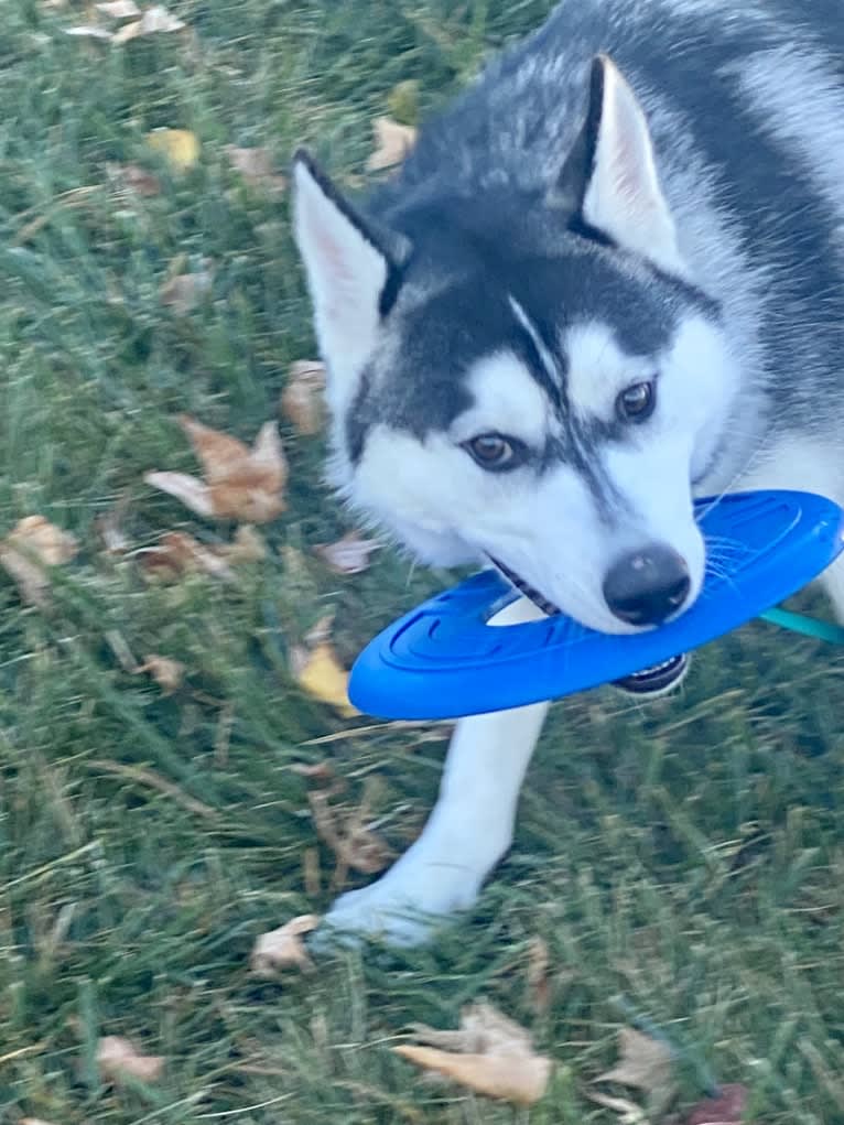 Storm, a Siberian Husky and American Pit Bull Terrier mix tested with EmbarkVet.com