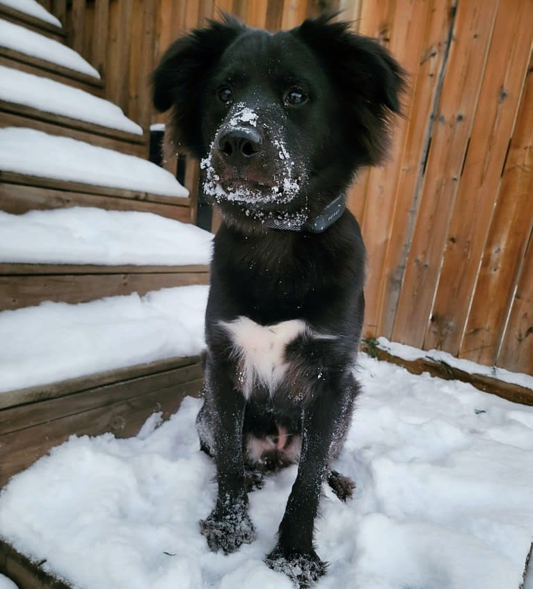 Bowser, an American Pit Bull Terrier and Siberian Husky mix tested with EmbarkVet.com