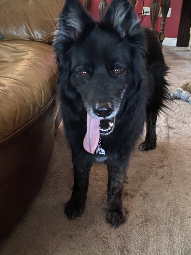 Shep, a German Shepherd Dog and Siberian Husky mix tested with EmbarkVet.com